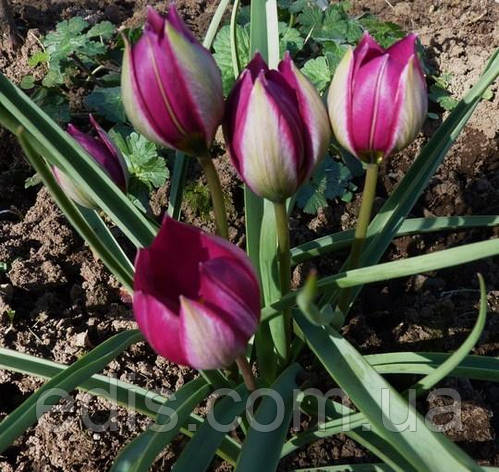 Тюльпан ботанічний Pulchella Persian Pearl (Пулчелла Персіан Перл) 3 цибулинки, фото 1
