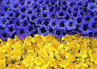 З ДНЕМ НЕЗАЛЕЖНОСТІ!