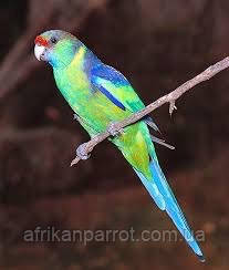 Лесбияндық секс Аналардың жеке үйдегі порно видеосы