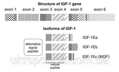 IGF1 LR3 склад IGF1 LR3 склад