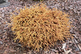 Туя західна Golden tuffet 4 річна, Туя західна Голден Таффет , Thuja occidentalis Golden tuffet, фото 3
