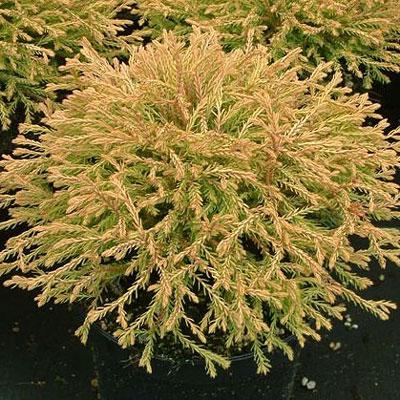 Туя західна Golden tuffet 3 річна, Туя западная Голден Таффет , Thuja occidentalis Golden tuffet - фото 2 - id-p623038820