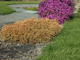 Туя західна Golden tuffet 4 річна, Туя західна Голден Таффет , Thuja occidentalis Golden tuffet, фото 4