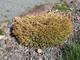 Туя західна Golden tuffet 4 річна, Туя західна Голден Таффет , Thuja occidentalis Golden tuffet, фото 6