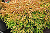 Туя західна Golden tuffet 3 річна, Туя західна Голден Таффет , Thuja occidentalis Golden tuffet, фото 9