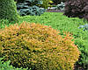 Туя західна Golden tuffet 3 річна, Туя західна Голден Таффет , Thuja occidentalis Golden tuffet, фото 10