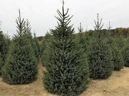 Ялина сербська 3 річна, Ялина сербська , Picea omorika, фото 4