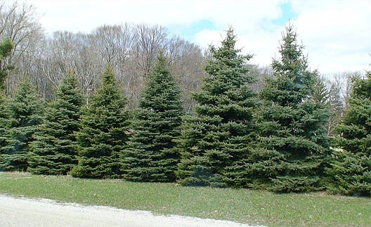 Ялина сербська 3 річна, Ялина сербська , Picea omorika, фото 1