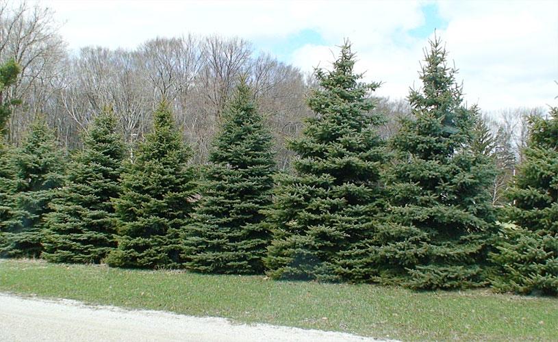 Ялина сербська 3 річна, Ялина сербська , Picea omorika