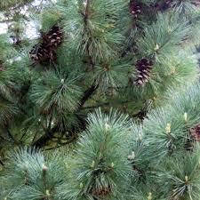 Сосна Румелійська / Балканська 2 річна, Сосна Румелийская / Балканська, Pinus peuce, фото 4