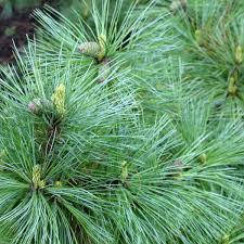 Сосна Румелійська / Балканська 2 річна, Сосна Румелийская / Балканська, Pinus peuce, фото 3