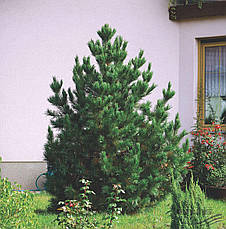 Сосна Румелійська / Балканська 2 річна, Сосна Румелийская / Балканська, Pinus peuce, фото 5