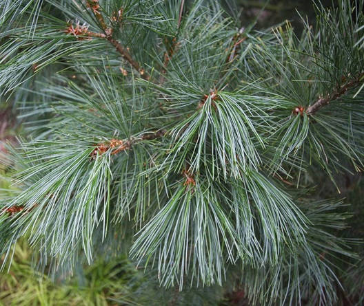 Сосна Румелійська / Балканська 2 річна, Сосна Румелийская / Балканська, Pinus peuce, фото 1