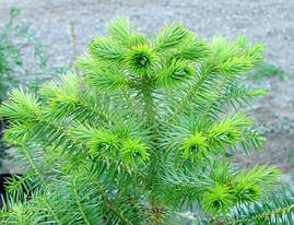 Кунінгамія ланцетна 3 річна, Куннингамия ланцетоподібна, Сиппіпдһаміа lanceolata, фото 2