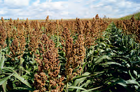 Семена зернового сорго Бургго, BURGGO, 100-110 суток