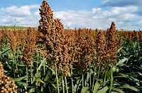 Семена зернового сорго Таргга, Targga, 115-120 суток