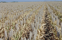 Семена зернового сорго Майло В, Milo W, 100-115 суток