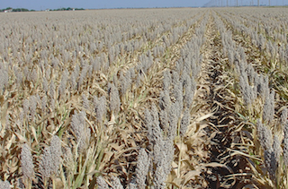 Семена зернового сорго Майло В, Milo W, 100-115 суток - фото 1 - id-p623502025