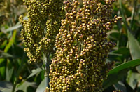 Семена зернового сорго Ютами, Yutami, 100-105 cуток