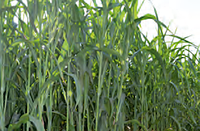 Семена сахарного сорго Г1990, G1990, 140-150 суток