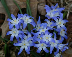 Chionodoxa Forbesii