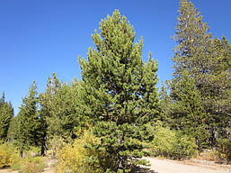 Сосна Покручена 2 річна, Сосна Скручена, Pinus contorta, фото 2