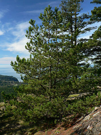 Сосна Покручена 2 річна, Сосна Скручена, Pinus contorta, фото 2