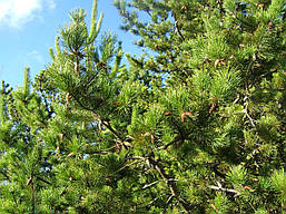 Сосна Покручена 2 річна, Сосна Скручена, Pinus contorta, фото 3