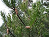 Сосна Покручена 2 річна, Сосна Скручена, Pinus contorta, фото 7