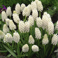 Луковицы мушкари Botryoides Album