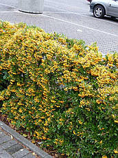 Піраканта Soleil d'or 3 річна, Піраканта Солейл Дор, Pyracantha 'Soleil d'or, фото 5