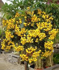 Піраканта Soleil d'or 3 річна, Піраканта Солейл Дор, Pyracantha 'Soleil d'or, фото 1