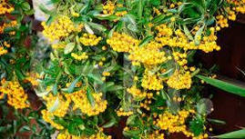 Піраканта Soleil d'or 3 річна, Піраканта Солейл Дор, Pyracantha 'Soleil d'or, фото 3