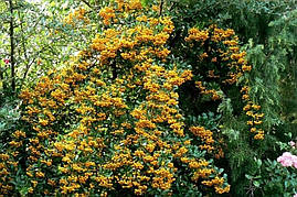 Піраканта Soleil d'or 3 річна, Піраканта Солейл Дор, Pyracantha 'Soleil d'or, фото 4
