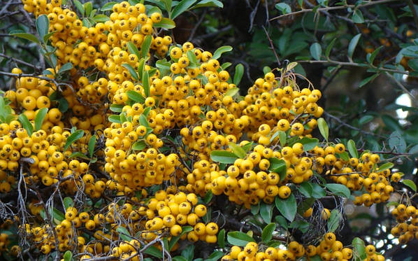 Піраканта Soleil d'Or 3 річна, Пираканта Солейл Дор, Pyracantha 'Soleil d'Or