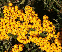Піраканта Soleil d'or 3 річна, Піраканта Солейл Дор, Pyracantha 'Soleil d'or, фото 6