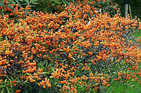 Піраканта вузьколиста 3 річна, Пираканта узколистная, Pyracantha angustifolia