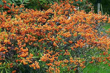 Піраканта вузьколиста 3 річна, Піраканта вузьколиста, Pyracantha angustifolia