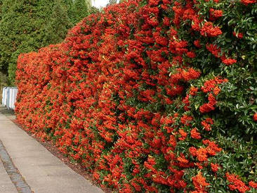 Піраканта яскраво-червона 3 річна, Піраканта яскраво-червона, Pyracantha Pyracantha coccinea M. Roem