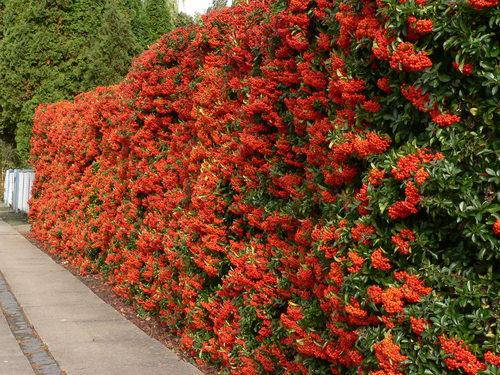 Піраканта яскраво-червона 3 річна, Піраканта яскраво-червона, Pyracantha Pyracantha coccinea M. Roem, фото 1