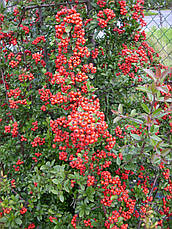 Піраканта яскраво-червона 3 річна, Піраканта яскраво-червона, Pyracantha Pyracantha coccinea M. Roem, фото 5