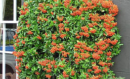 Піраканта яскраво-червона 3 річна, Піраканта яскраво-червона, Pyracantha Pyracantha coccinea M. Roem, фото 6