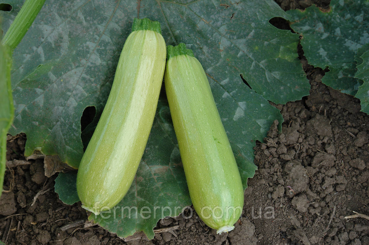 Семена кабачка SV 2987 YL F1, 500 семян, Seminis, фото 1