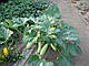 Насіння кабачка Іскандер F1/Eskenderany (Ескандер) 1000 насіння Seminis, фото 3