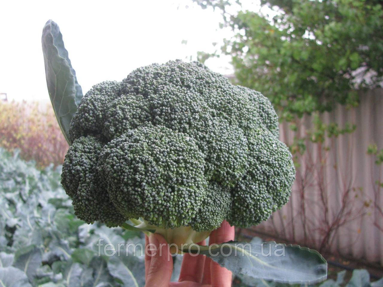 Насіння капусти броколі Айронмен F1/Ironman F1 2500 насіння Seminis , фото 1