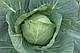 Насіння капусти Чамп F1/ Champ F1 F1 2500 насіння Seminis, фото 5