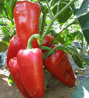 Перець солодкий Рафаела F1 (8 шт) - Semo