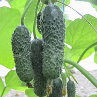 Огірок самозапильний Анзор F1 (10 шт) - Bejo