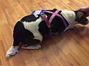 Шлея-петля М 45-80 см Преміум Софт чорна Trixie для собак, фото 8