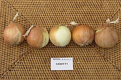 Насіння цибулі Кенді (Кенді)/Candy F1 250 000 насіння Seminis